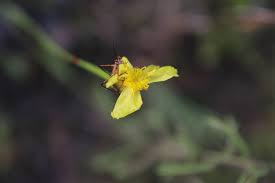 Image result for Xyris fugaciflora