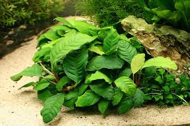 Image result for Asplenium barteri