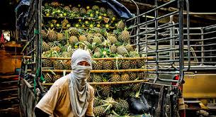 Check spelling or type a new query. Cocaine Filled Pineapples Seized By Spain The Local