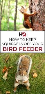 8 Proven Ways To Keep Squirrels Off Bird Feeders 2021 Bird Watching Hq Bird Feeders Backyard Birds Squirrel