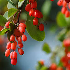 Barberine "Magic Bullet" for Natural Diabetes Treatment