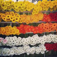 Gerbera Flower Wholesale Flowers Gerbera Flower Buy Flowers Online
