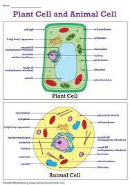 Plant Cell Diagram Animal Cell Diagram Plant And Animal Cells Animal Cell Science Cells