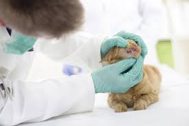 Usually, the first two teeth to erupt are. Your Kittens Baby Teeth Tufts Catnip