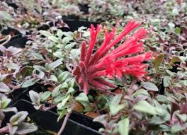 Image result for Marsdenia macrantha