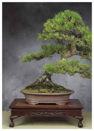 Dall'affascinante tradizione giapponese , nasce la collezione l'universo incontra kokedama una novità firmata lezio per una concezione di vivere il verde rispettando l'ambiente che ci circonda. Bonsai I Piu Belli Per La Tua Casa Guida Allo Shopping