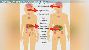 feedback loops in the endocrine system