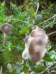 Image result for Acacia podalyriifolia