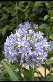 2 Blue Lily Agapanthus Plant Easy To Grow Etsy In 2021 Agapanthus Plant Agapanthus Plants