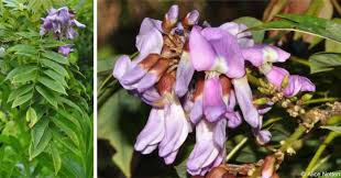 Image result for Philenoptera