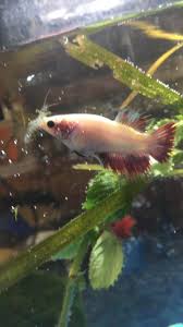 Betta And Ghost Shrimp Didn T End Well Ghost Shrimp Betta Fish Betta