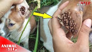 An embedded tick may cause a dog to excessively nip or lick at the bite site. Puppies Severely Infected With Ticks Watch Their Happy Ending Youtube