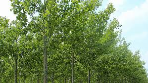 Image result for Populus ×  canescens