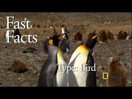Penguin Fast Facts 1 Min Video Penguins Penguin Activities Kindergarten Science