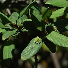 Image result for Berchemia zeyheri