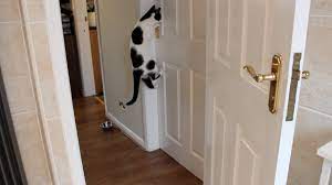 Cat Can Open Doors Must Watch Youtube