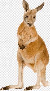 Nama anjing betina yang unik. Kanguru Merah Kanguru Abu Abu Timur Macropodidae Kangguru Binatang Menyusui Hewan Fotografi Png Pngwing