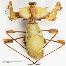 Orchids will go live on january 1st! File Idolomantis Diabolica Dorsal Jpg Wikipedia