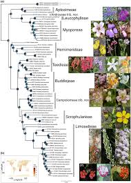 Image result for Scrophulariaceae
