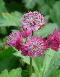 Astrantia Major Primadonna Purpur Sterndolde Sterndolde Grosse Sterndolde Und Purpur
