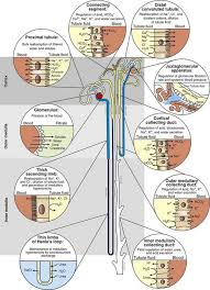 /ˈhɛnli/) (or henle's loop, henle loop, nephron loop or its latin counterpart ansa nephroni) is the portion of a nephron that leads from the proximal convoluted tubule to the distal convoluted tubule. Kidneys Veterian Key