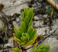 Image result for Suriana maritima