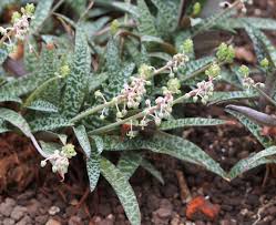 Image result for Ledebouria