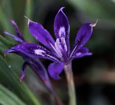 Image result for Babiana