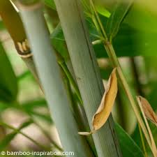Bamboo as a privacy hedge and sound barrier. Bamboo Hedge Plants Privacy Hedging Bamboo