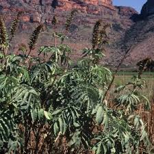 Image result for Melianthaceae