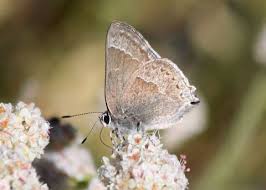 Image result for Satyrium buchananii