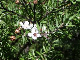 However, not all flowering teas contain actual flowers—the name flowering tea can also refer to the opening of the tea leaves during infusion. Leptospermum Scoparium Wikipedia