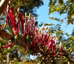 Image result for Tapinanthus dependens