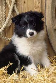 Border Collie Puppy Dog By John Daniels Cute Animals Dog Breeds Collie Dog