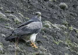 Birds Of Prey Texas Hill Country Black Chested Buzzard Eagle Geranoaetus Melanoleucus Types Of Eagles Eagles Beautiful Birds