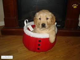 Both mum and dad have amazing soft natures and temperaments, both calm and extremely affectionate loving 1 year old called toby for sale, he is house trained, flea and wormed and upto date with all vaccinations, due to work commitments it's. Golden Retriever Puppies For Sale Puppies Golden Retriever Orange Kittens