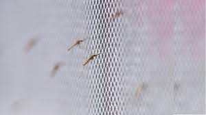 Tired of fighting with mosquitoes in your yard? The Fabric Of Life What If Mosquito Nets Were Durable And Widely Available But Insecticide Free Malaria Journal Full Text