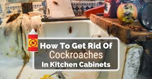 Free shipping & expert advice. How To Get Rid Of Cockroaches In Kitchen Cabinets Kitchen Infinity