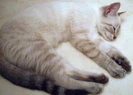 Black And White Tabby Cat Kitten Cream And White Color Point Tabby Siamese Cat Pretty Cats Tabby Cat Cats And Kittens