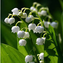 This beautiful paper cut will look gorgeous on any child's nursery wall, and is perfect as a gift for a christening or naming ceremony. Wholesale Lily Of The Valley Guide Wedding Flower Guides Uk Triangle Nursery