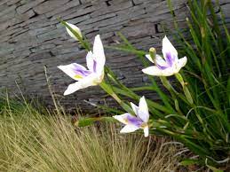 Nz Wild Iris Flower On Roadsides Across The Country This Shot Was Taken In December At Papamoa Beach Bill Gp Iris Flowers Beach Captions Wild Iris