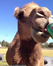 Fort wayne, indiana 53 followers. Thirsty Camel Helps Himself To A Reveller S Can Of Vb And Skulls The Lot Express Digest
