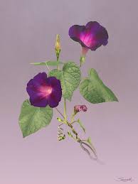 How did the morning glory get its name? My Morning Glories Digital Art By Spadecaller