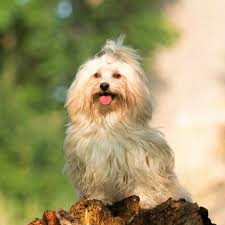 5 weeks old havanese puppies for sale. Havanese Puppies For Sale Available In Phoenix Tucson Az