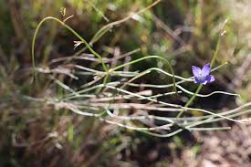 Image result for Wahlenbergia flexuosa