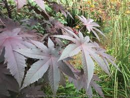 Image result for Ricinus communis