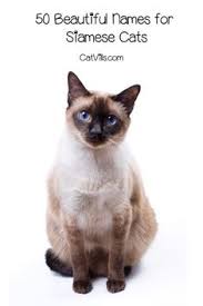 5000 gambar kucing lucu imut dan paling menggemaskan sedunia 20 gambar kucing comel yang akan membuatkan anda teruja gambar kucing dan arnab comel kucing org Amy Nor Suryatie Amynorsuryatie Profil Pinterest