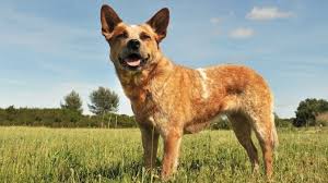 Got puncher from a cattle dog rescue group. Red Heeler Appearance Temperament Care All Things Dogs All Things Dogs