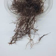 Image result for Polystachya caloglossa