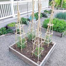 If you have a bell pepper growing next to a jalapeno, there's a decent chance they will be promiscuous and either plants' seeds will be a hybrid. 11 Diy Plant Cages And Supports